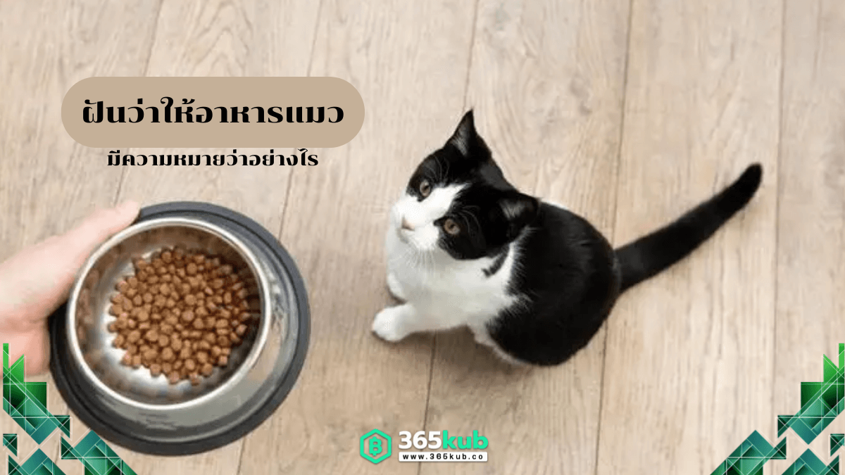 ฝันว่าให้อาหารแมว